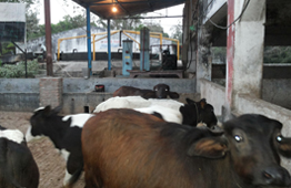 Electricity From Cow Dung