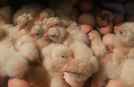 Electricity From Poultry Litter/Waste