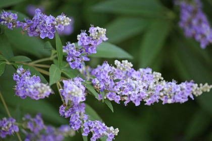 6 Beautiful Purple Flowering Trees