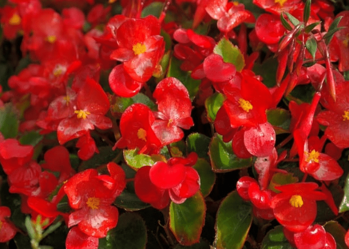 Begonias