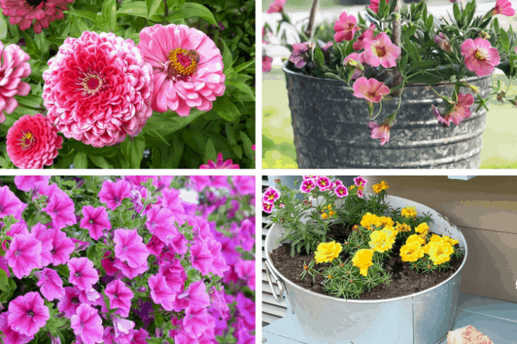 Best Full Sun Plants for Pots