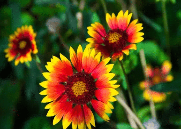 Blanket Flower