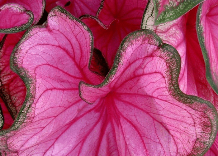 Caladium