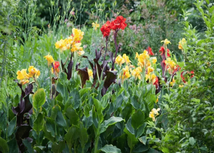 Canna Lily