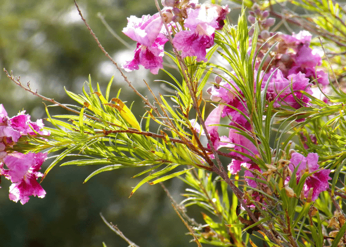 Desert Willow