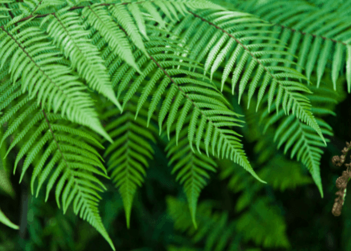  Ferns