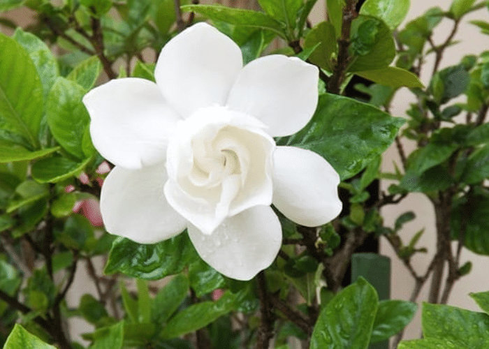 Gardenias