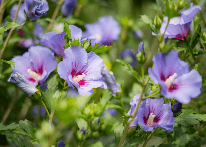 Hibiscus Tree