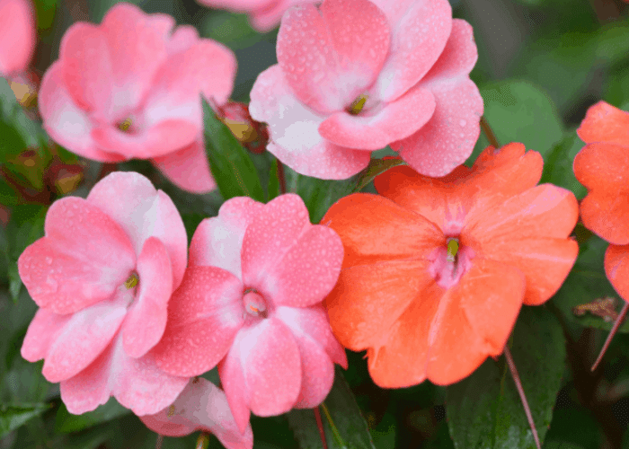  Impatiens