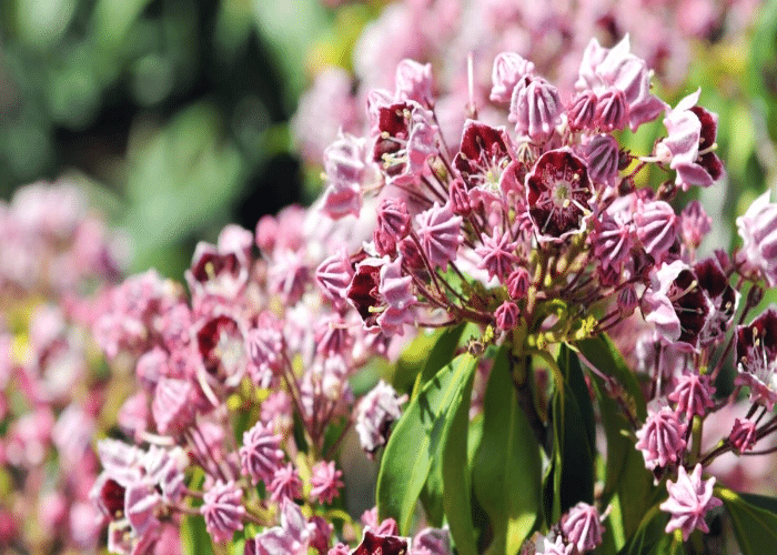 Mountain Laurel