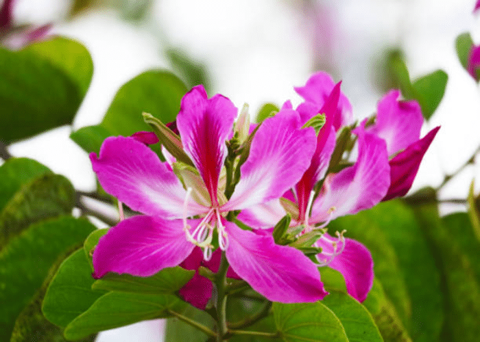 Purple Orchid Tree