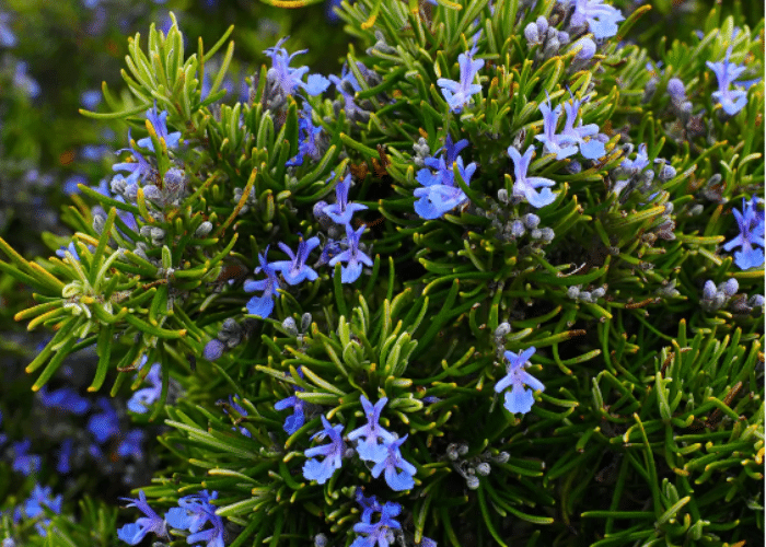 Rosemary