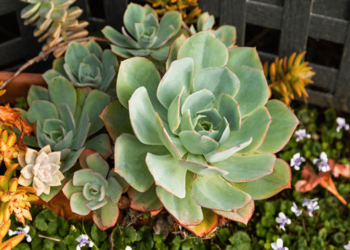 Succulent