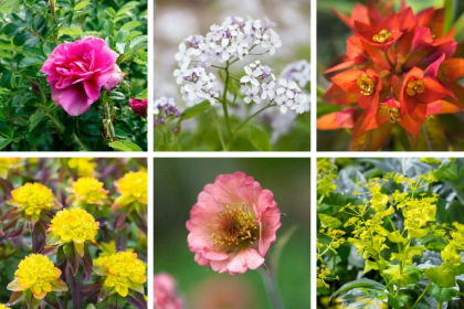 The 10 Best Plants that Grow in Shade