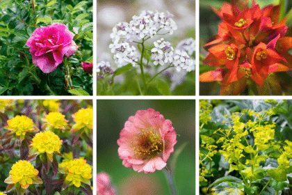 The 10 Best Plants that Grow in Shade