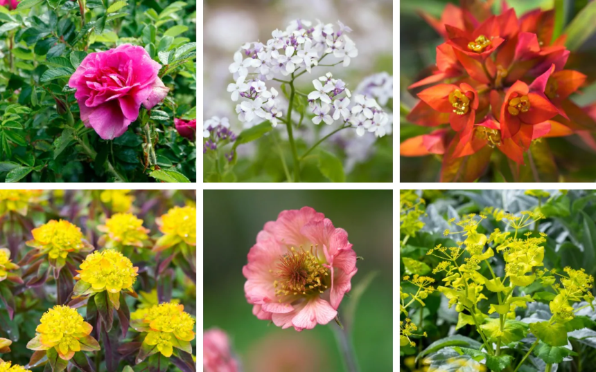 The 10 Best Plants that Grow in Shade
