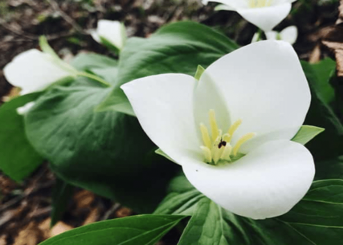 White Trillium