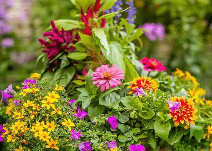 Zinnias