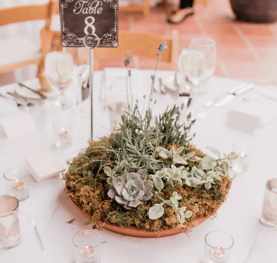 Succulent Centerpiece