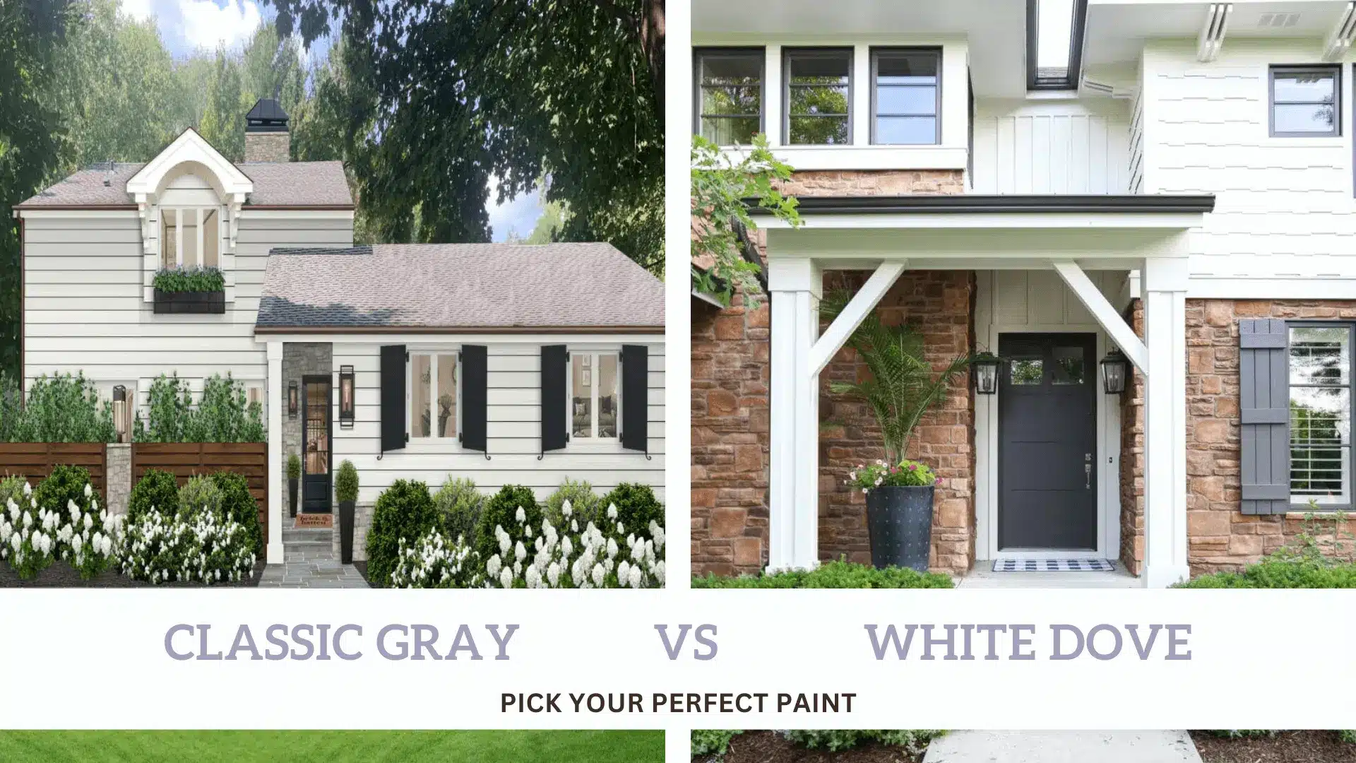 classic-gray-vs-white-dove.png