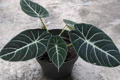 Black Velvet Alocasia: The Perfect Indoor Plant