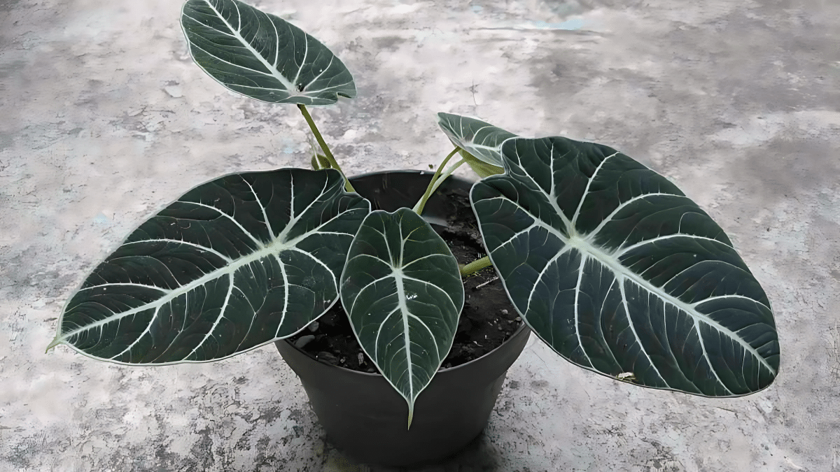 Black Velvet Alocasia: The Perfect Indoor Plant