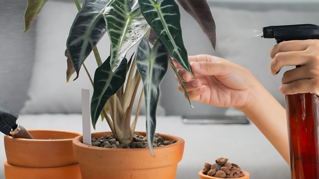 Caring_Tips_for_The_Black_Velvet_Alocasia
