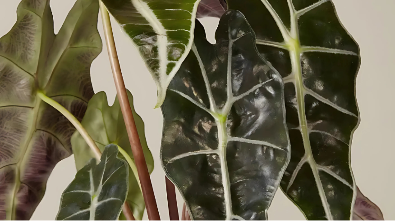 Common_Problems_and_Solutions_for_Black_Velvet_Alocasia