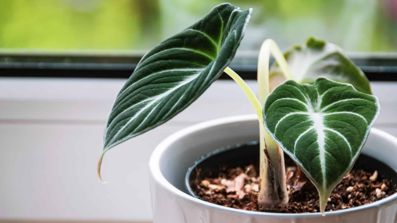 Ideal_Environment_for_Black_Velvet_Alocasia