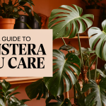 Monstera Peru Plant Care: Water, Light, Nutrients