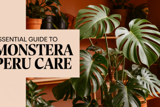 Monstera Peru Plant Care: Water, Light, Nutrients