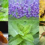 14 Indoor Plants that Keep Bugs Away
