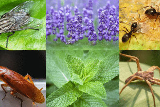 14 Indoor Plants that Keep Bugs Away