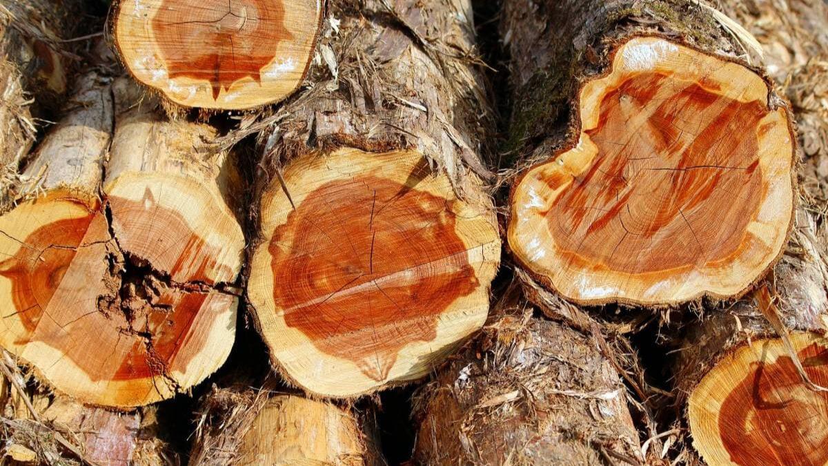 Cedar