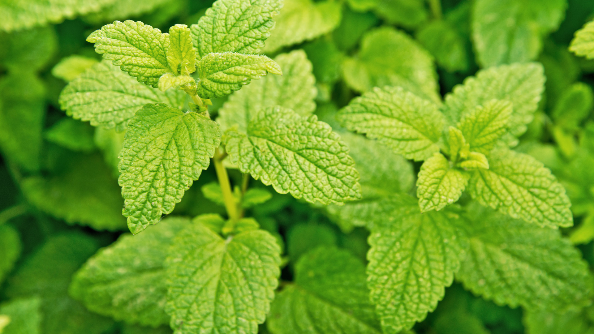 Lemon_Balm