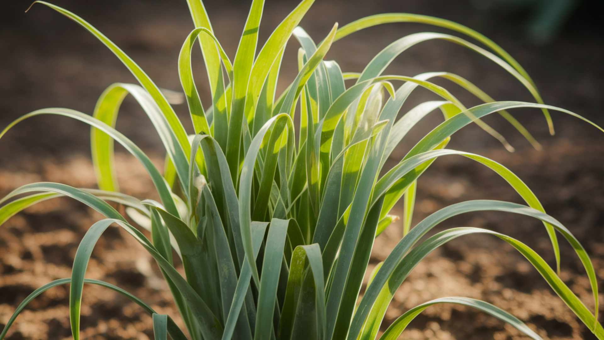 Lemongrass