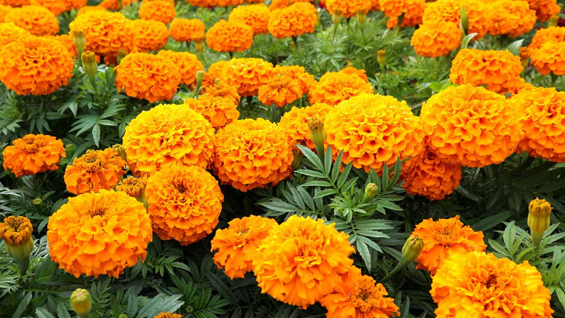 Marigolds