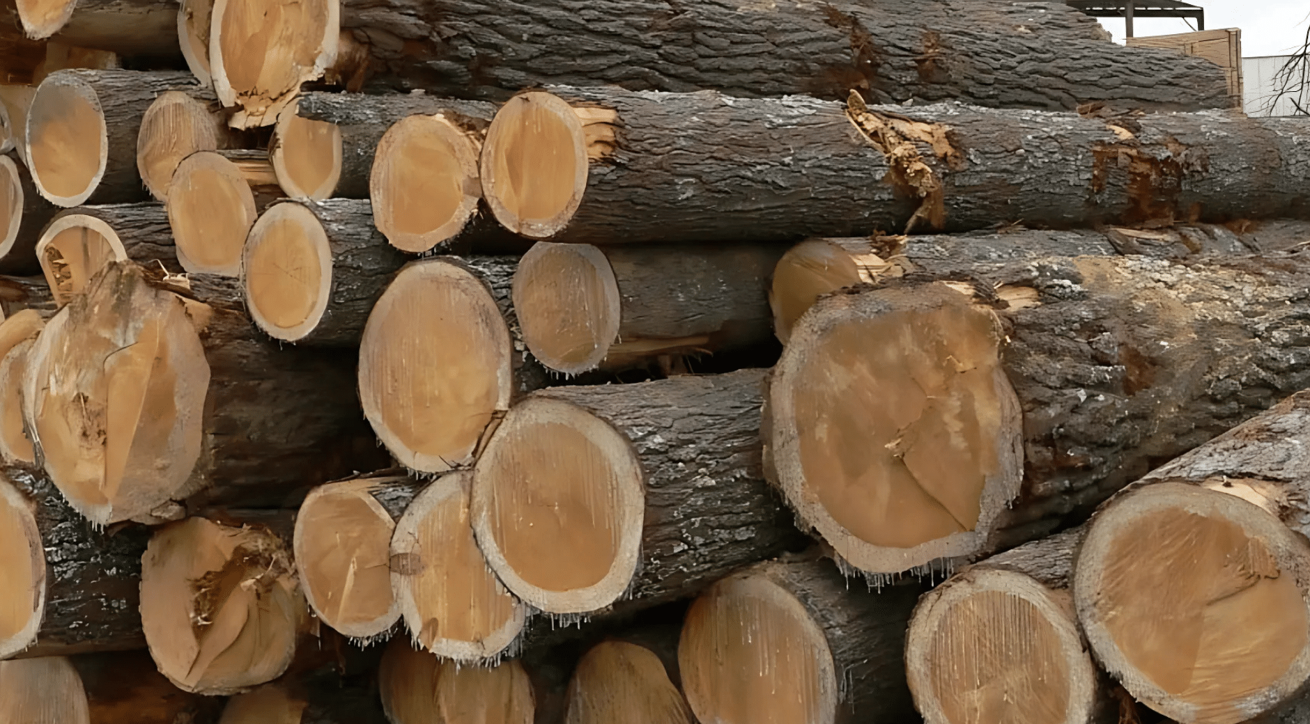 Pine