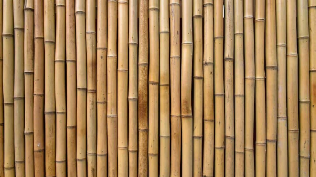 Bamboo
