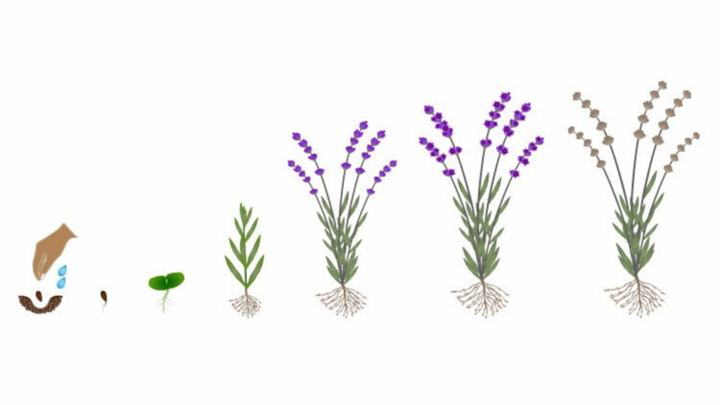 Lavender