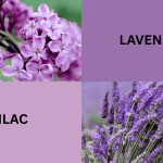 Lilac vs Lavender: Key Differences in Scent, Looks & Uses