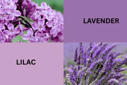 Lilac vs Lavender: Key Differences in Scent, Looks & Uses