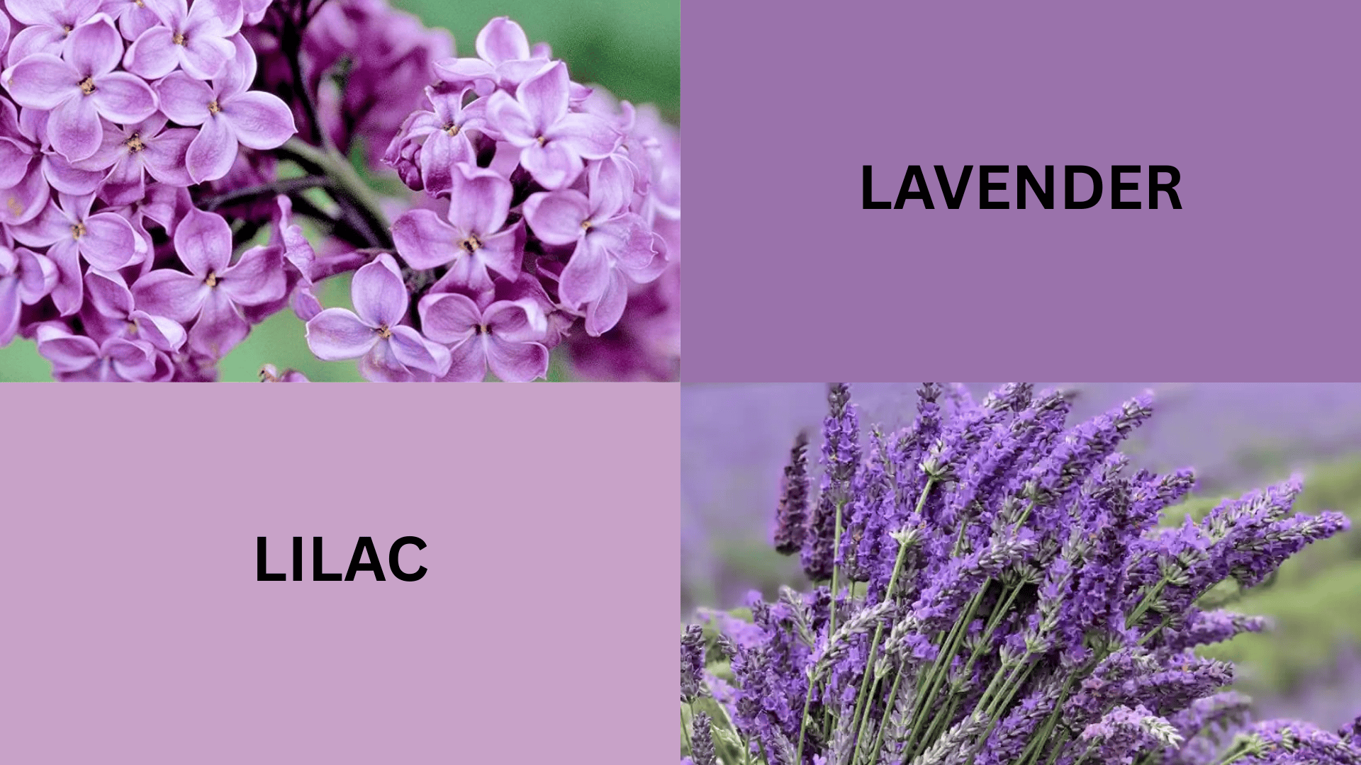 Lilac vs Lavender: Key Differences in Scent, Looks & Uses