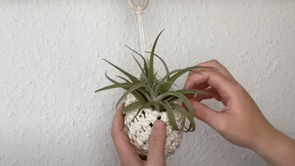 Step 10- Add Your Plant and Enjoy!