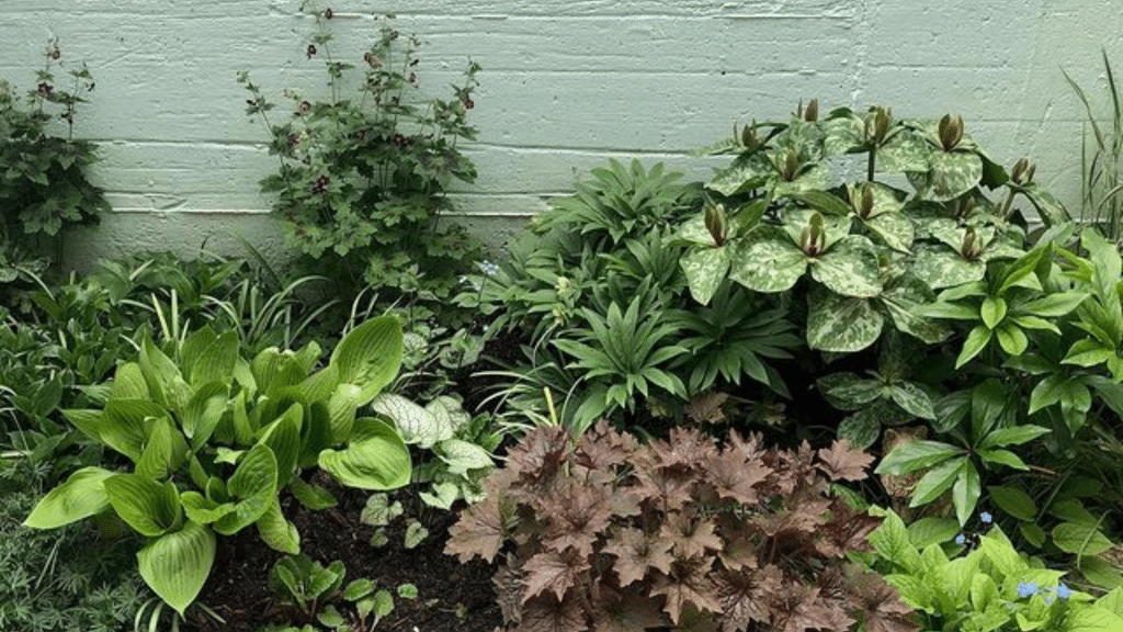 Foliage Plants