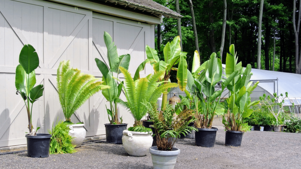 Tropical Plants