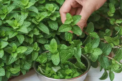 +how-to-harvest-mint.png
