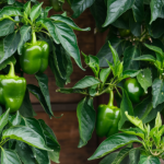 plant-Pepper