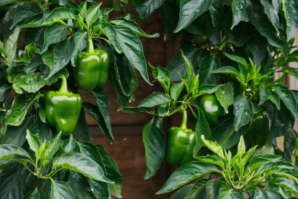 plant-Pepper