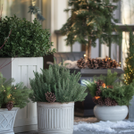 winter-evergreen-planters-cold-weather.jpg